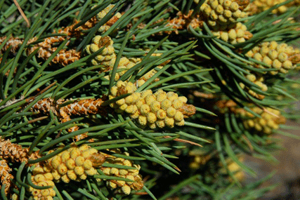 Pinus monophylla