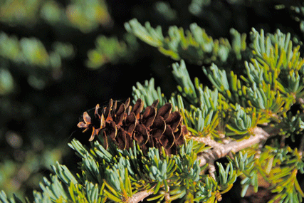 Tsuga mertensiana grandicona