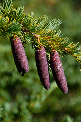 Tsuga mertensiana grandicona