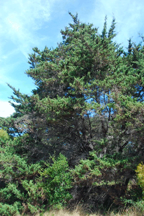 Cupressus abramsiana