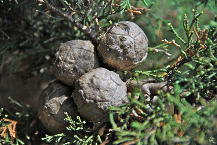 Cupressus abramsiana