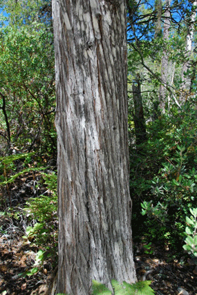 Cupressus abramsiana