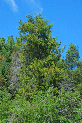 Cupressus abramsiana