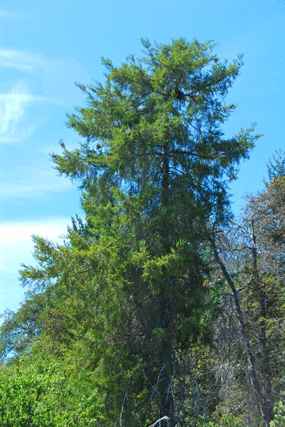 Cupressus abramsiana