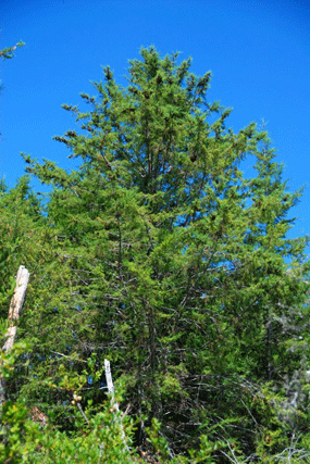 Cupressus abramsiana