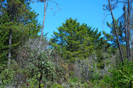 Cupressus abramsiana