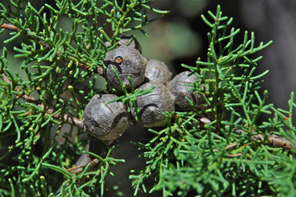 Cupressus abramsiana