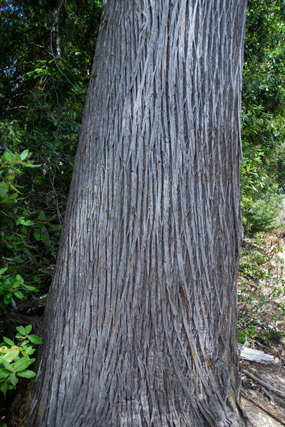 Cupressus abramsiana