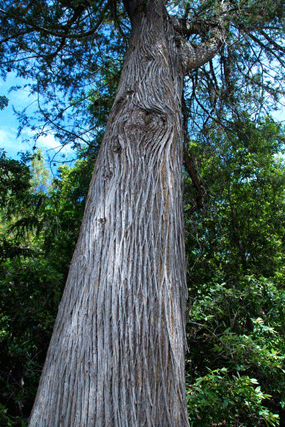 Cupressus abramsiana