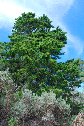 Cupressus abramsiana