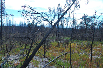 Cupressus abramsiana