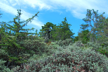 Cupressus abramsiana