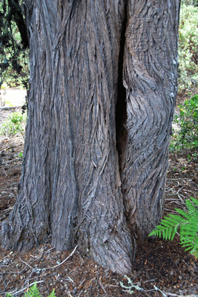 Cupressus abramsiana
