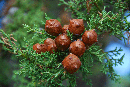 Cupressus abramsiana