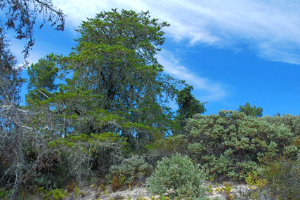 Cupressus abramsiana