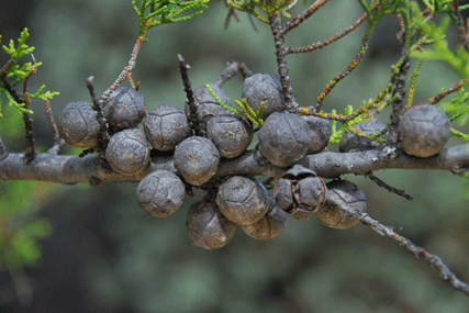 Cupressus abramsiana