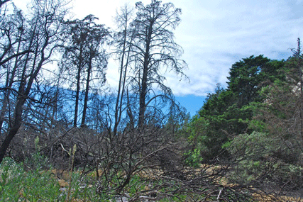 Cupressus abramsiana