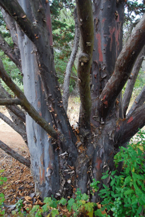 Cupressus guadalupensis