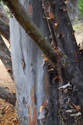 Cupressus guadalupensis