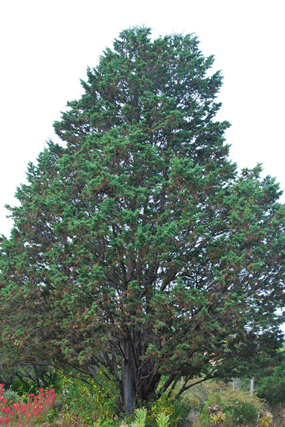 Cupressus guadalupensis