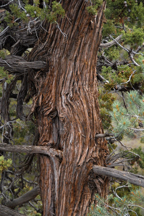 Cupressus nevadensis