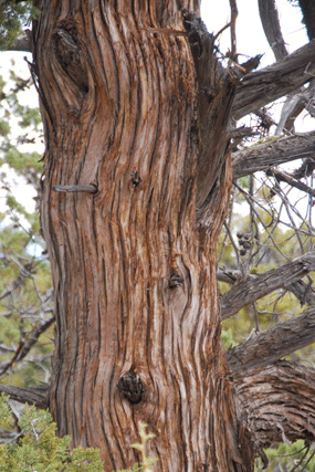 Cupressus nevadensis