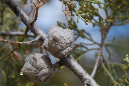 Cupressus nevadensis
