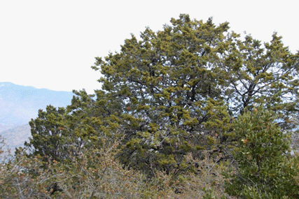 Cupressus nevadensis