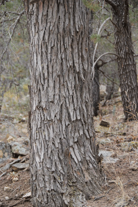 Cupressus nevadensis