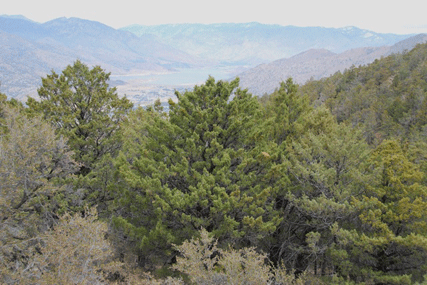 Cupressus nevadensis