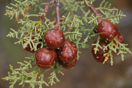 Cupressus nevadensis