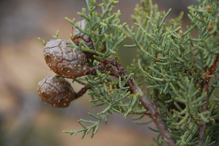 Cupressus nevadensis