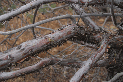 Cupressus nevadensis