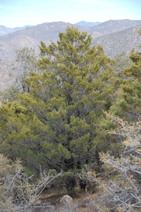Cupressus nevadensis