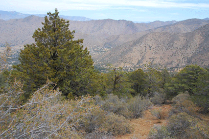 Cupressus nevadensis