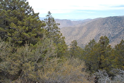 Cupressus nevadensis