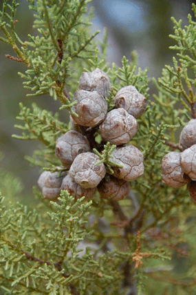 Cupressus nevadensis