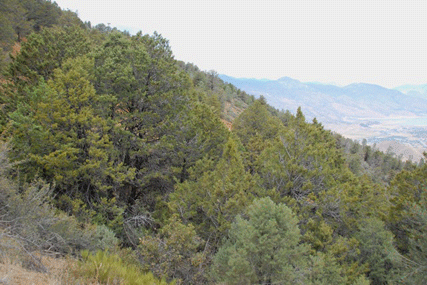 Cupressus nevadensis