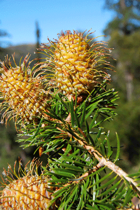 Abies bracteata