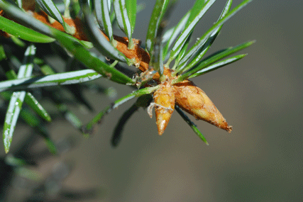 Abies bracteata
