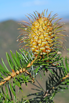 Abies bracteata