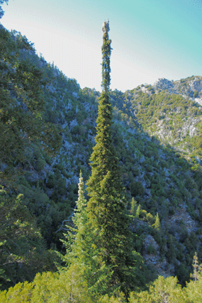 Abies bracteata