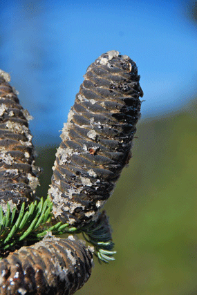 Abies lasiocarpa