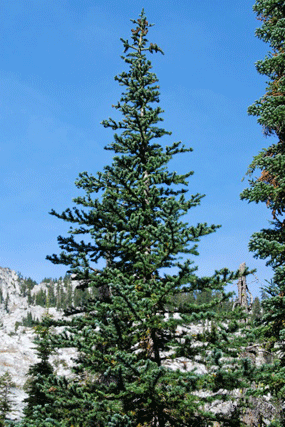 Abies lasiocarpa
