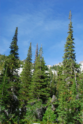 Abies lasiocarpa