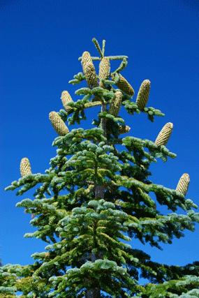 Abies magnifica shastensis