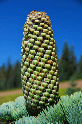 Abies magnifica shastensis