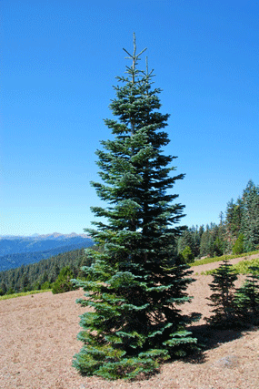 Abies magnifica shastensis
