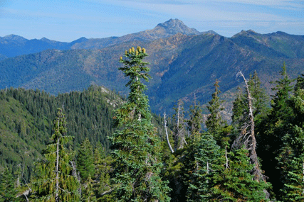 Abies magnifica shastensis