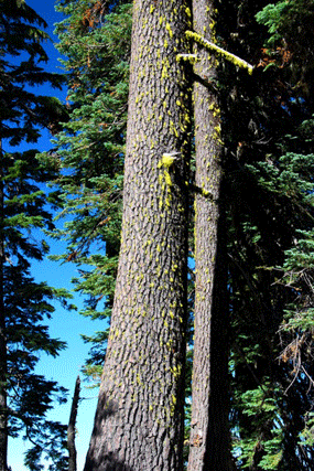 Abies magnifica shastensis